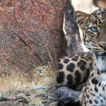 Bara ett fåtal kan hitta en leopard på 3 sekunder: